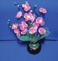 TLY013PINK    