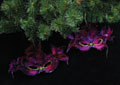 XLN708-1PURPLE   F61502PURPLE      , 